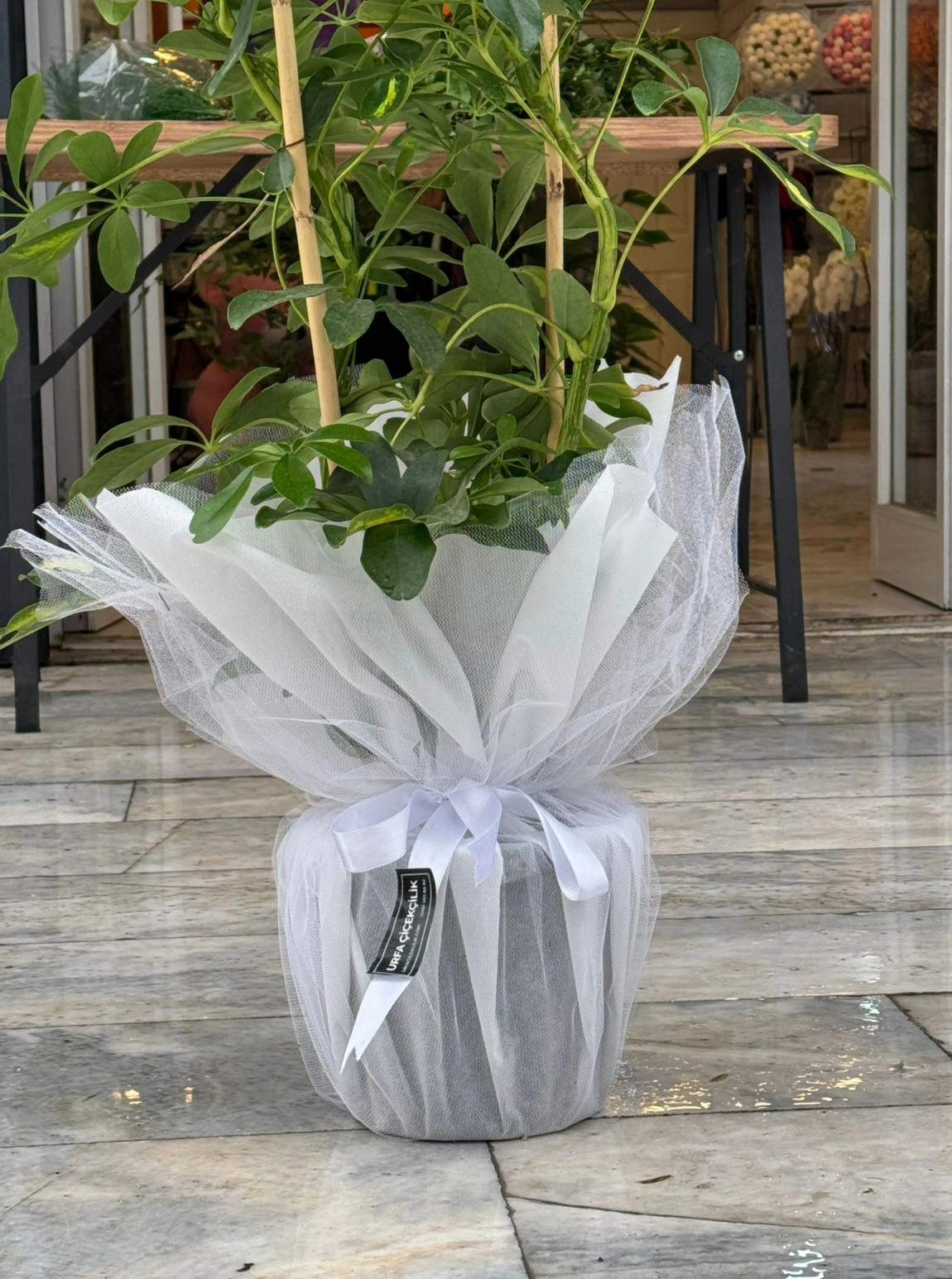 Beyaz Süslemeli Çift Dal Schefflera (Şeflera)