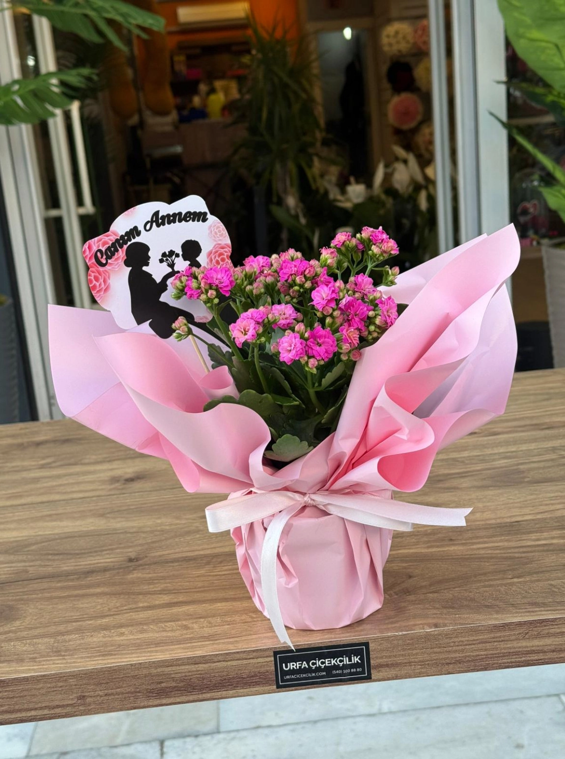 Canım Annem Kalanşo (Kalanchoe)