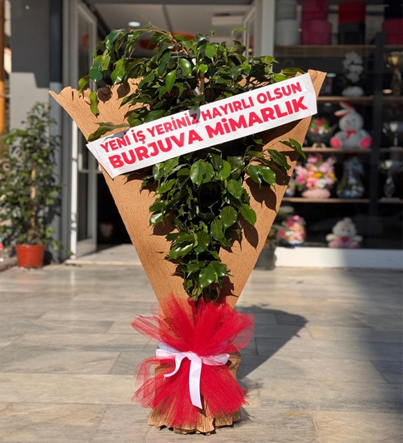 Fikus Benjamin Saksı Çiçeği