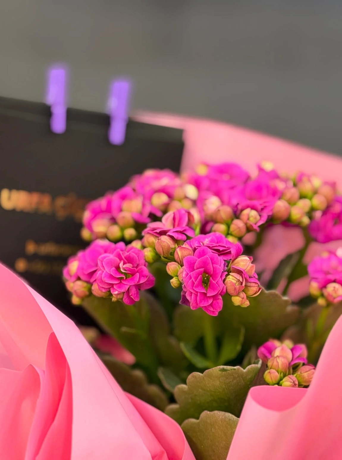 Kalanşo (Kalanchoe)  - Asorti