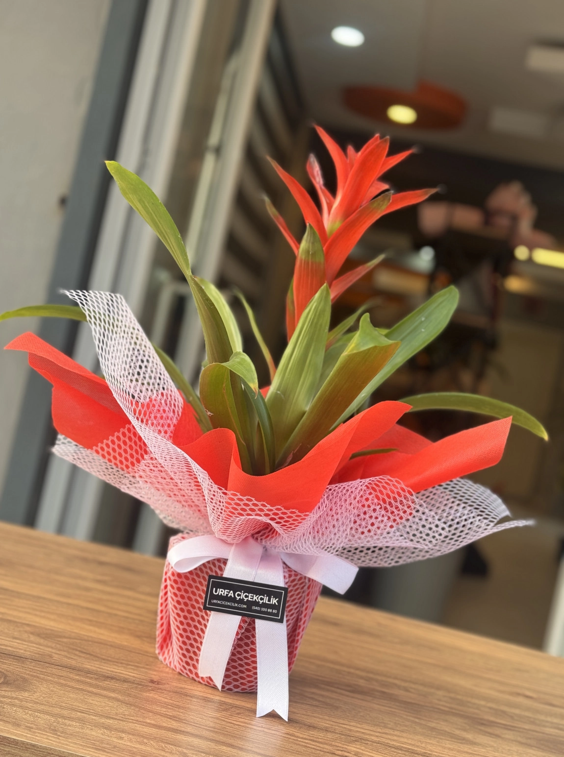 Kırmızı Süslemeli Guzmanya (Guzmania)