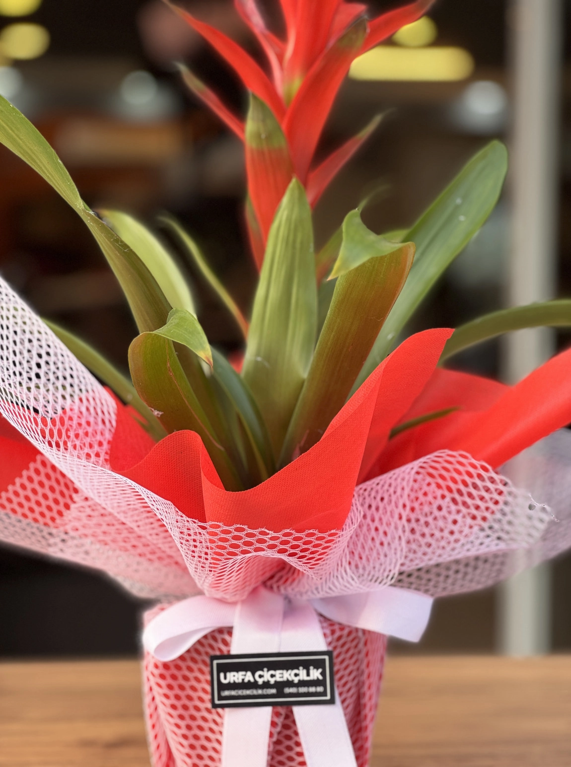 Kırmızı Süslemeli Guzmanya (Guzmania)
