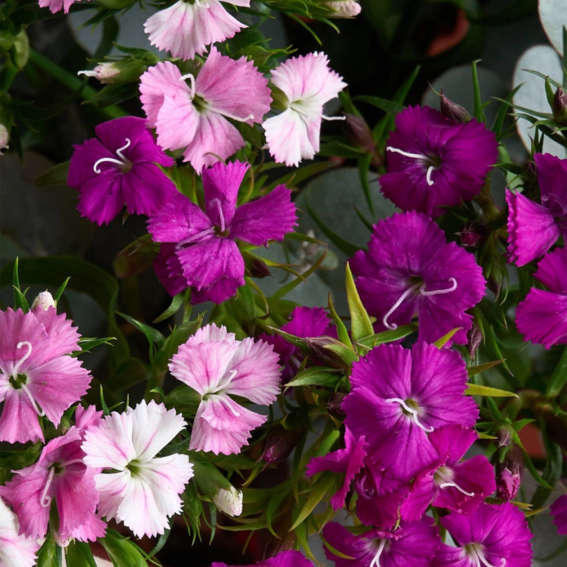 Pembe Bukette Hüsnüyusuf Buketi