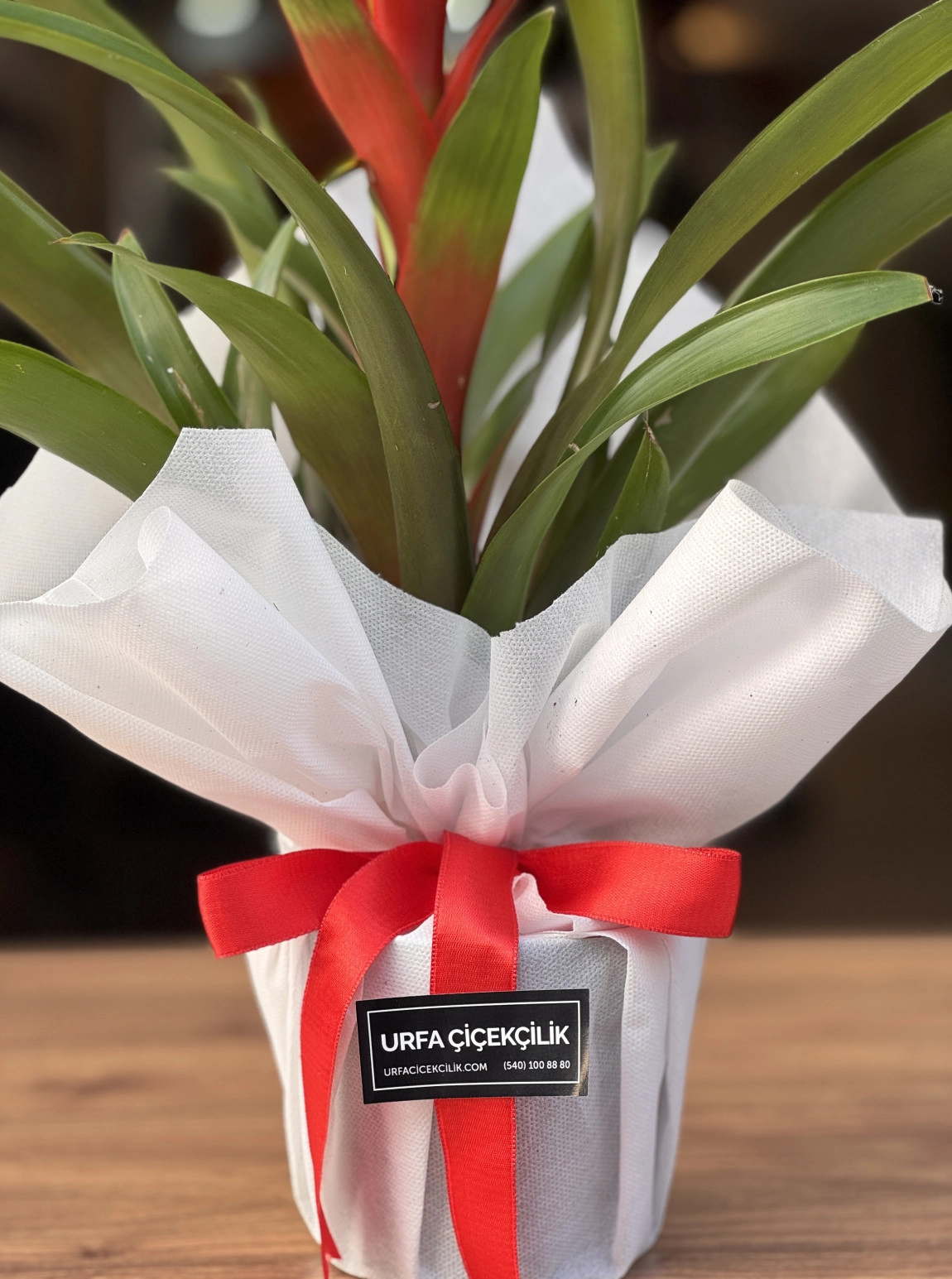 Beyaz Süsleme Guzmanya (Guzmania)