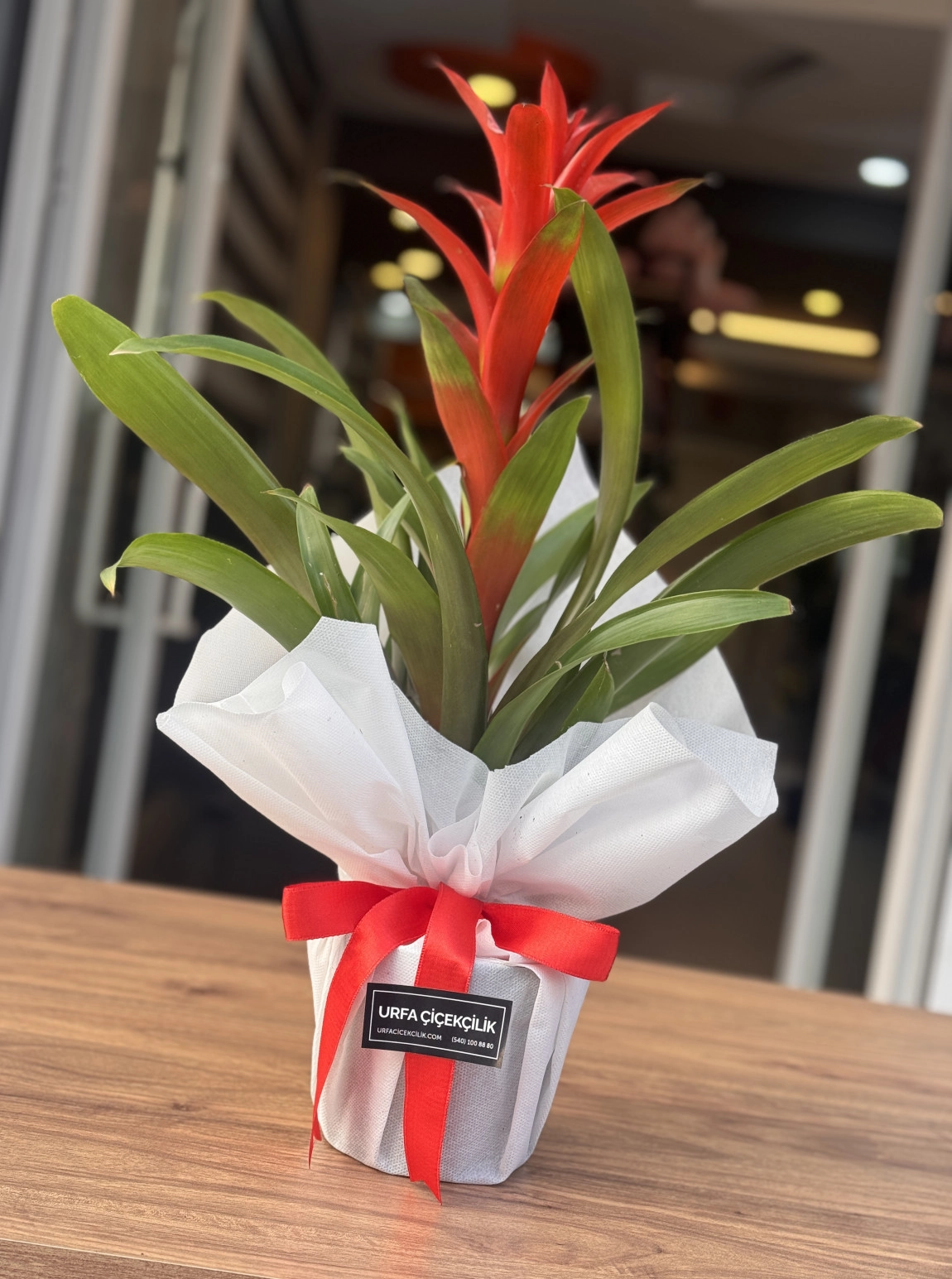 Beyaz Süsleme Guzmanya (Guzmania)