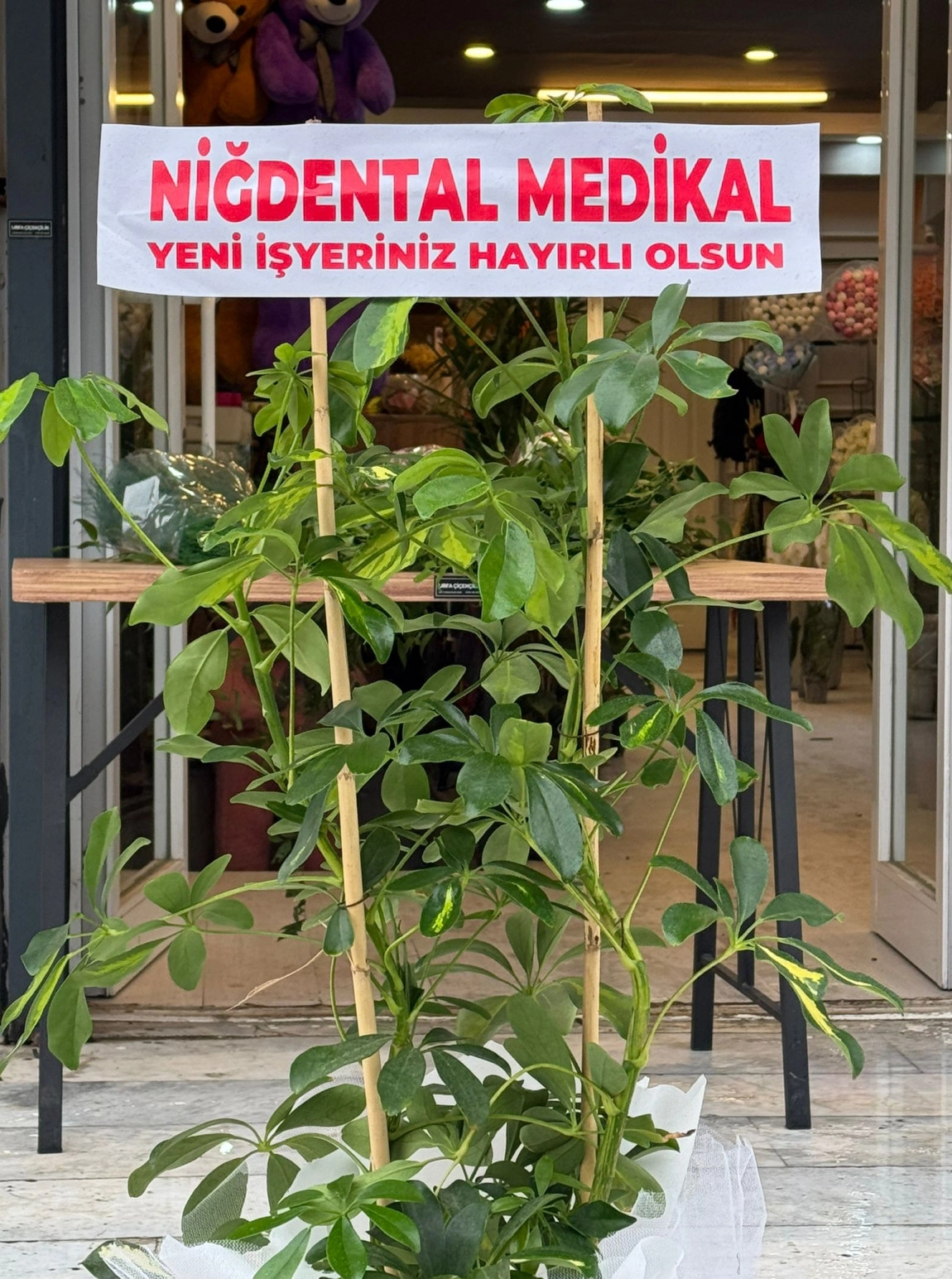 Beyaz Süslemeli Çift Dal Schefflera (Şeflera)