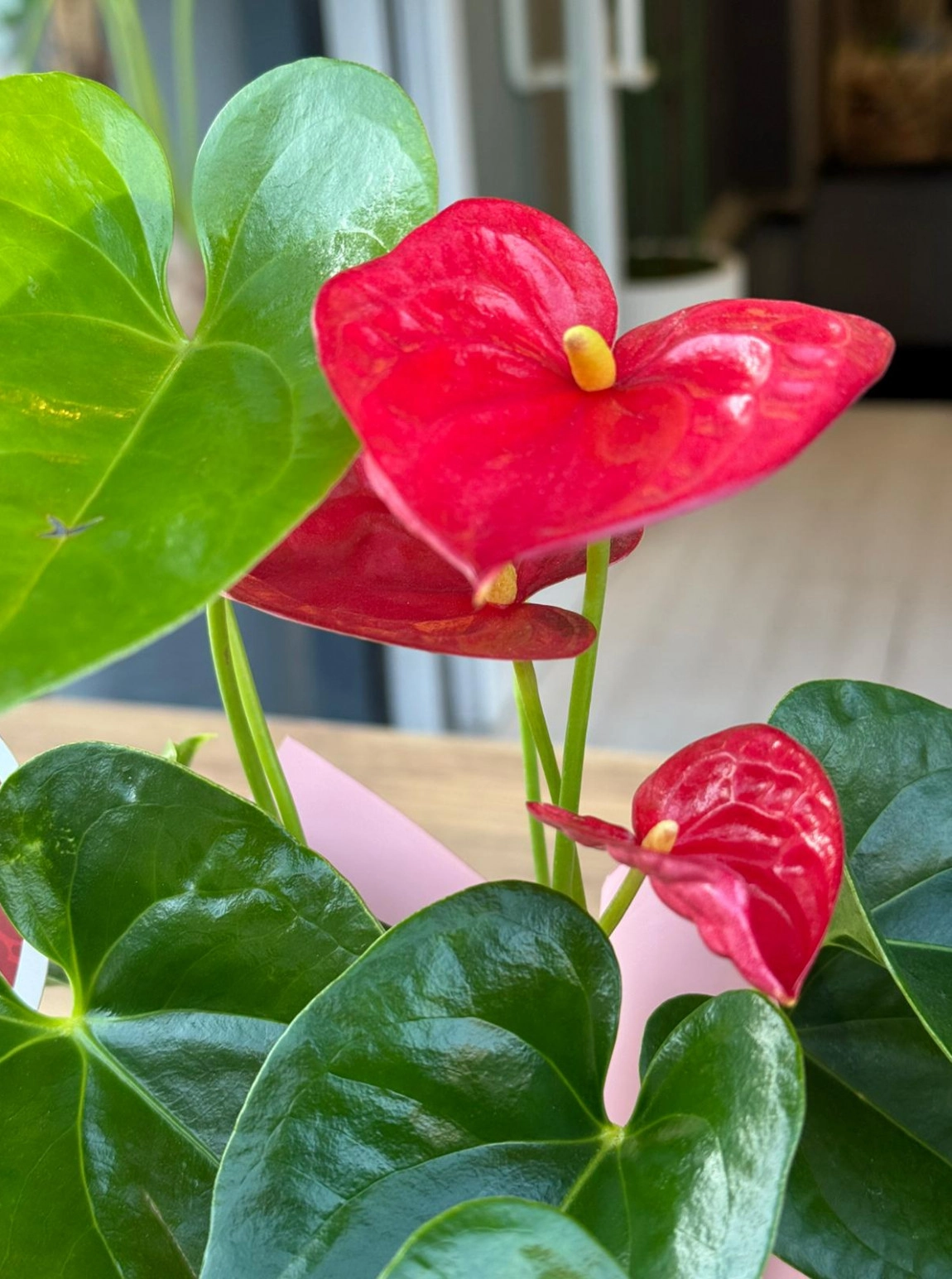 Canım Annem Antoryum (Anthurium)