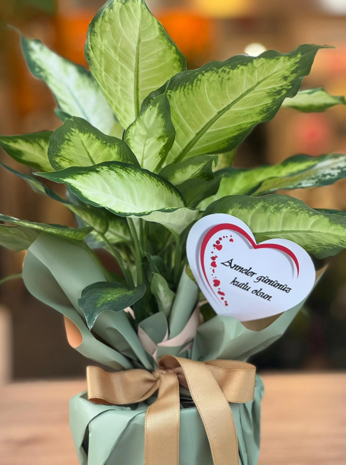 Canım Annem Dieffenbachia Camille