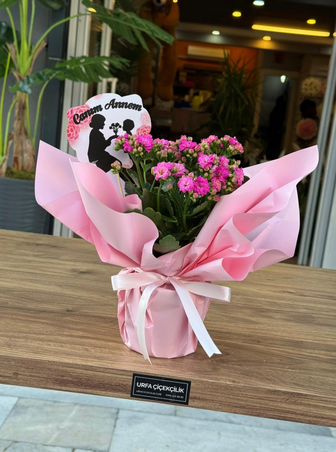 Canım Annem Kalanşo (Kalanchoe)