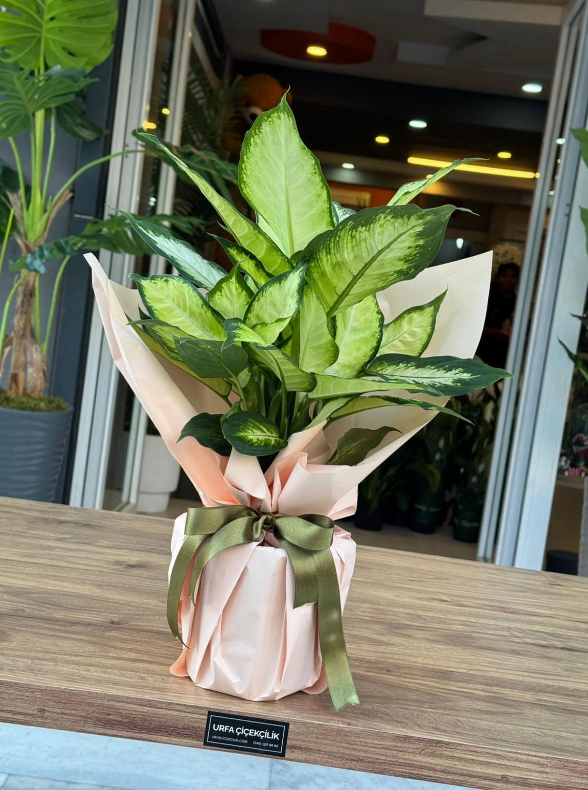 Dieffenbachia Camille