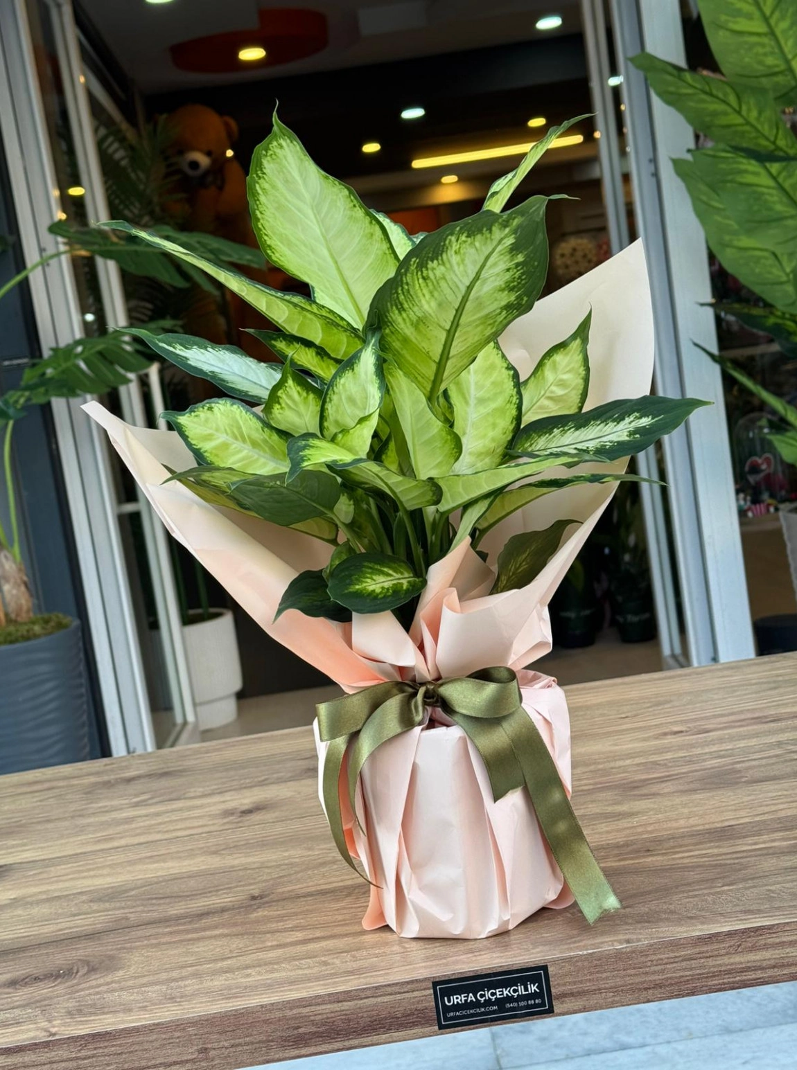 Dieffenbachia Camille