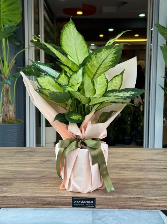 Dieffenbachia Camille