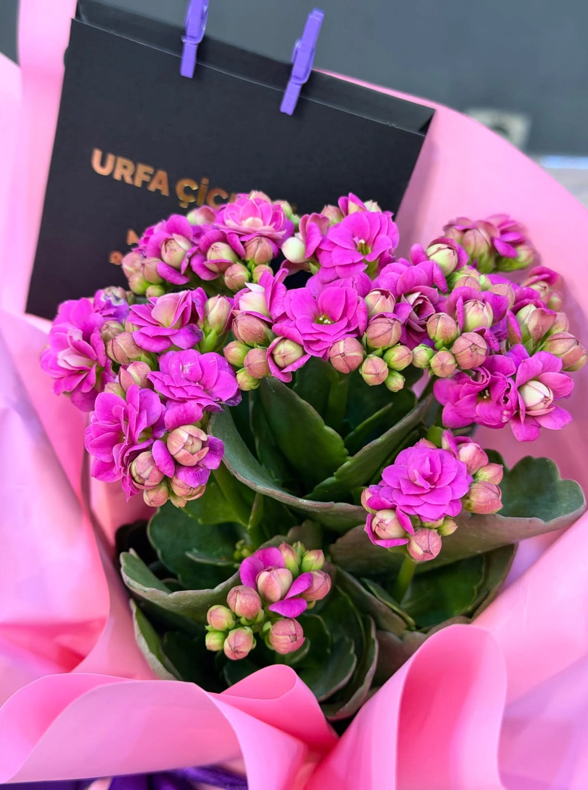 Kalanşo (Kalanchoe)  - Asorti