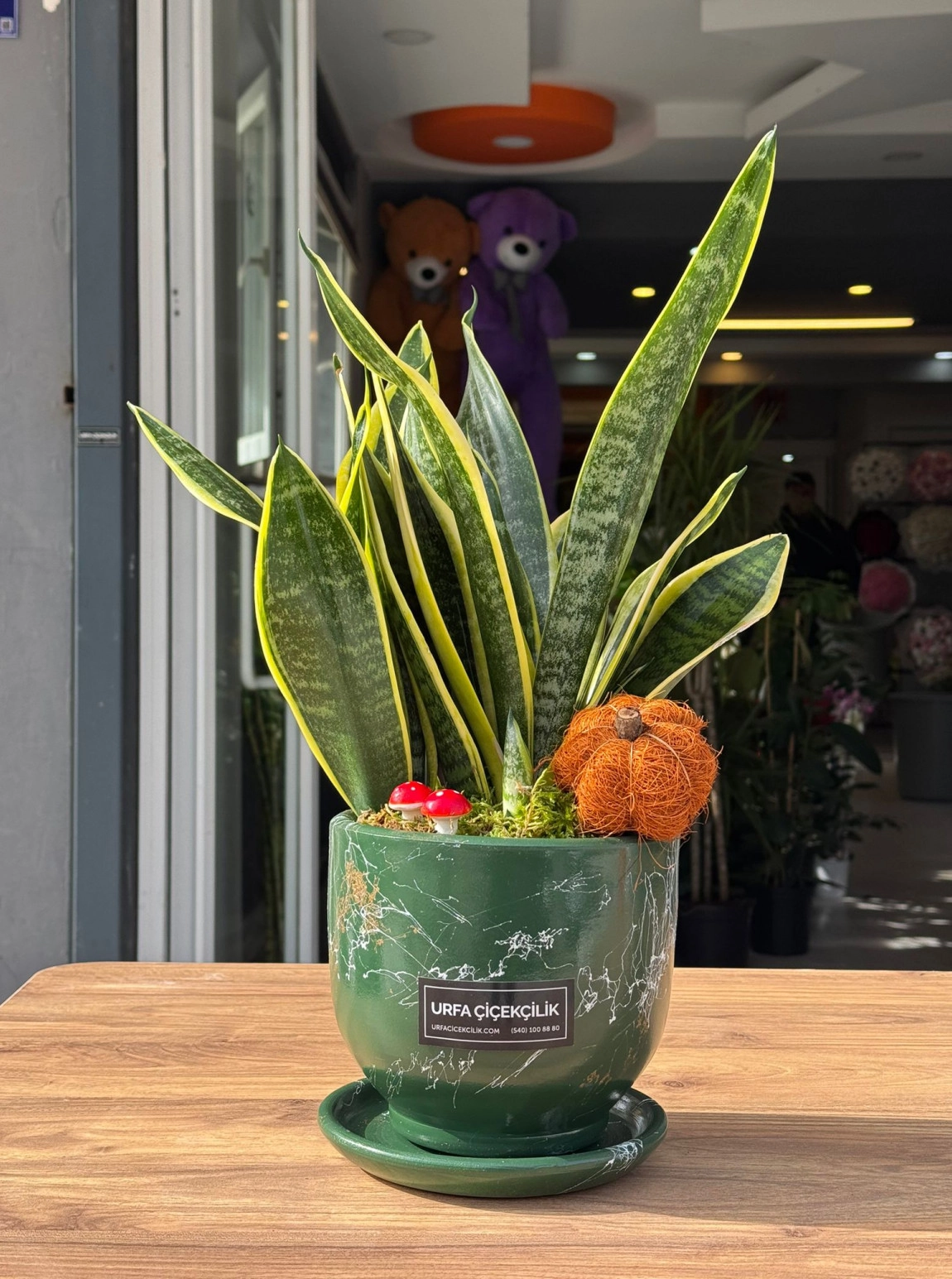 Lüx Yeşil Saksılı Sansevieria (Paşa Kılıcı)