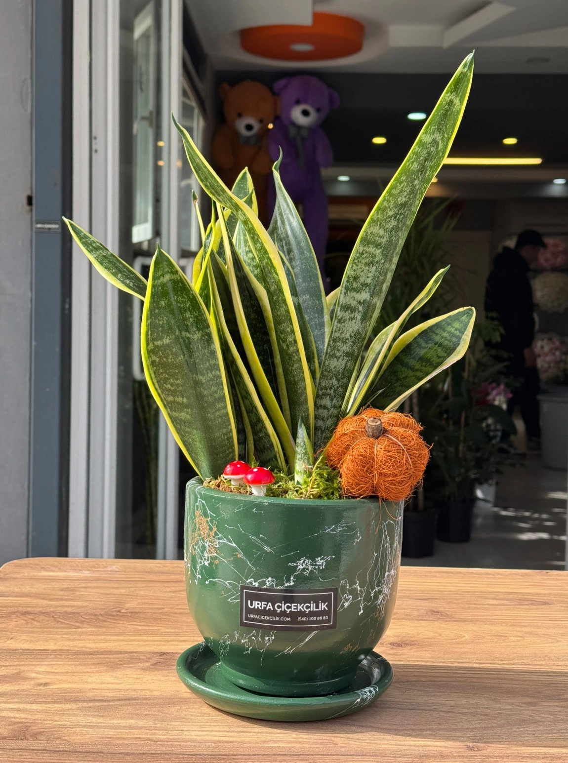 Lüx Yeşil Saksılı Sansevieria (Paşa Kılıcı)