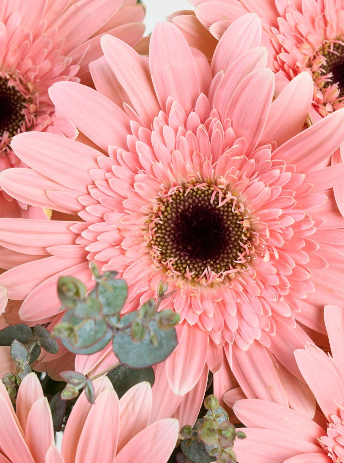 Paşabahçe Vazoda 7 Pembe Gerbera & Okaliiptuslar