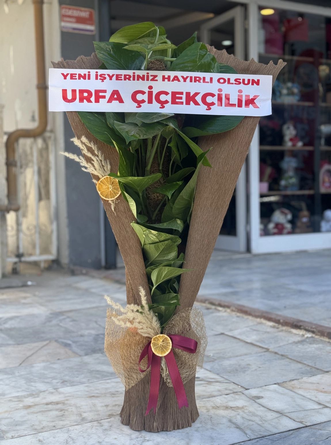 Patos Sarmaşığı